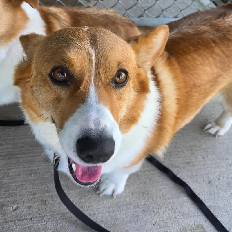 An adult medium-sized female Yellow / Tan / Blond / Fawn Cardigan Welsh Corgi dog named Winnie for adoption in Delaware, OH
