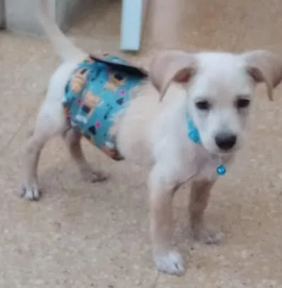 A baby medium-sized male White / Cream Labrador Retriever dog named Saba for adoption in New York, NY