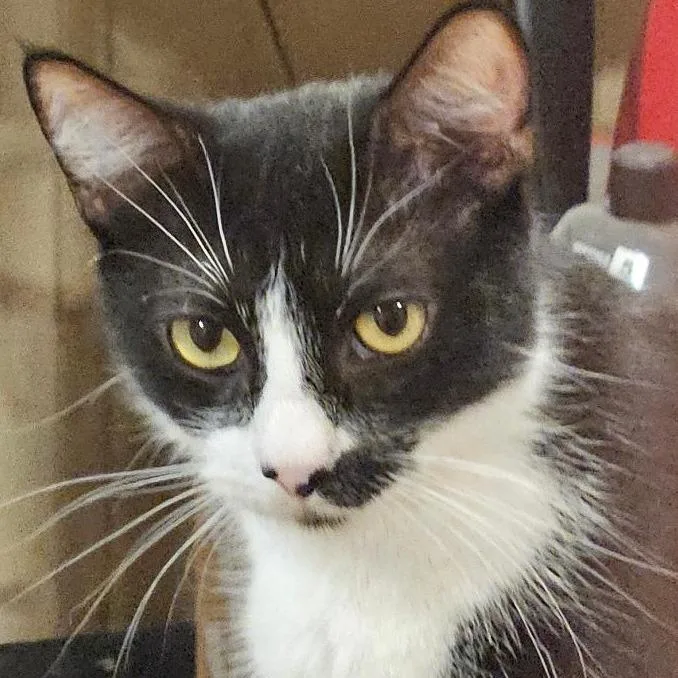 A young small-sized female Black Domestic Short Hair cat named Grace for adoption in Los Angeles, CA