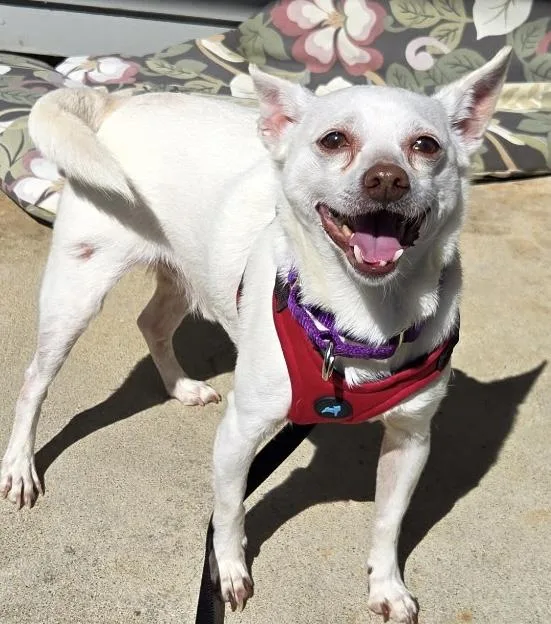A senior small-sized male Chihuahua dog named Lucky Lou for adoption in Silvana, WA