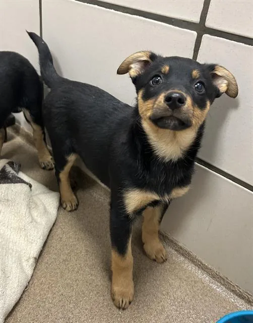A baby small-sized female German Shepherd Dog dog named Josie for adoption in Fort Wayne, IN