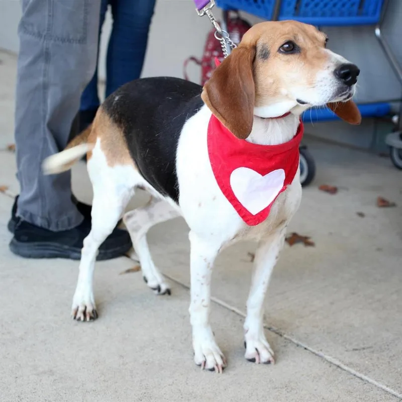 Lilly Lou thumbnail 3