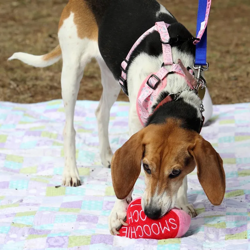 Lilly Lou thumbnail 6