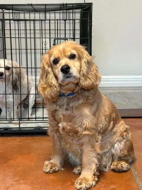 An adult medium-sized female Cocker Spaniel dog named Peachy for adoption in Bolivar, MO