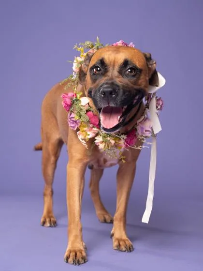 An adult large-sized female Mixed Breed dog named Fye for adoption in Atlanta, GA
