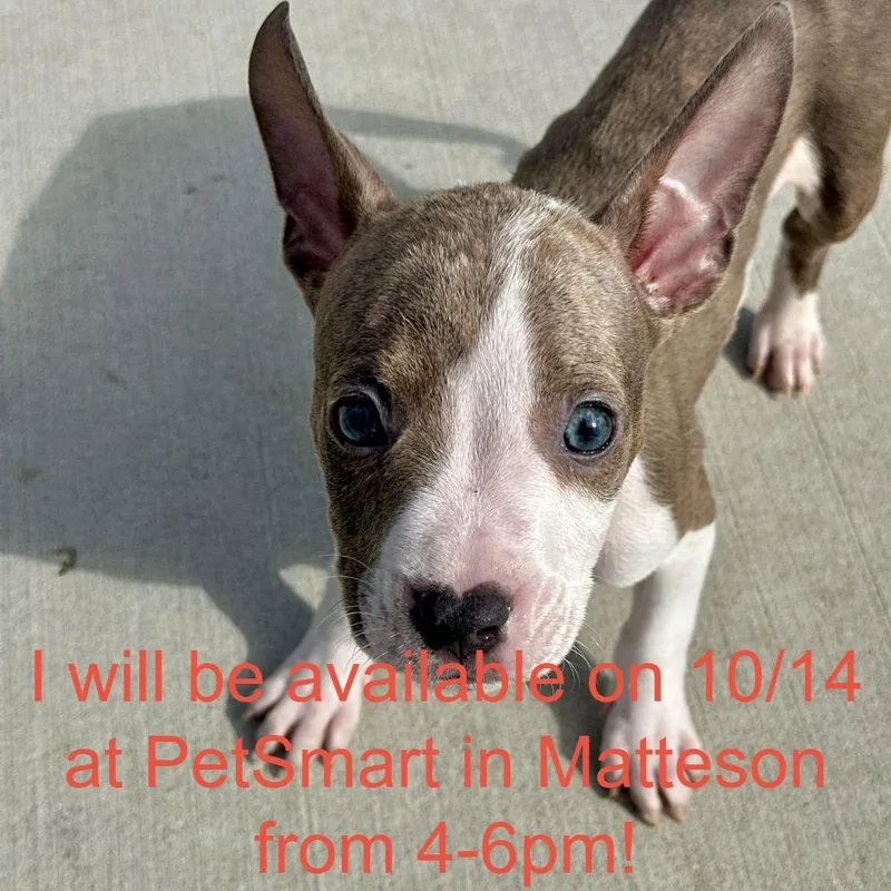 A baby small-sized male Pit Bull Terrier dog named Mouse for adoption in Matteson, IL