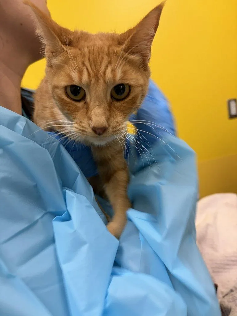 A young small-sized female Tabby (Orange / Red) Domestic Short Hair cat named Enchanted for adoption in Raleigh, NC