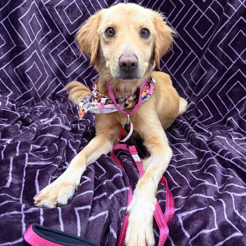 An adult small-sized female Golden Retriever dog named Maple for adoption in Parker, CO
