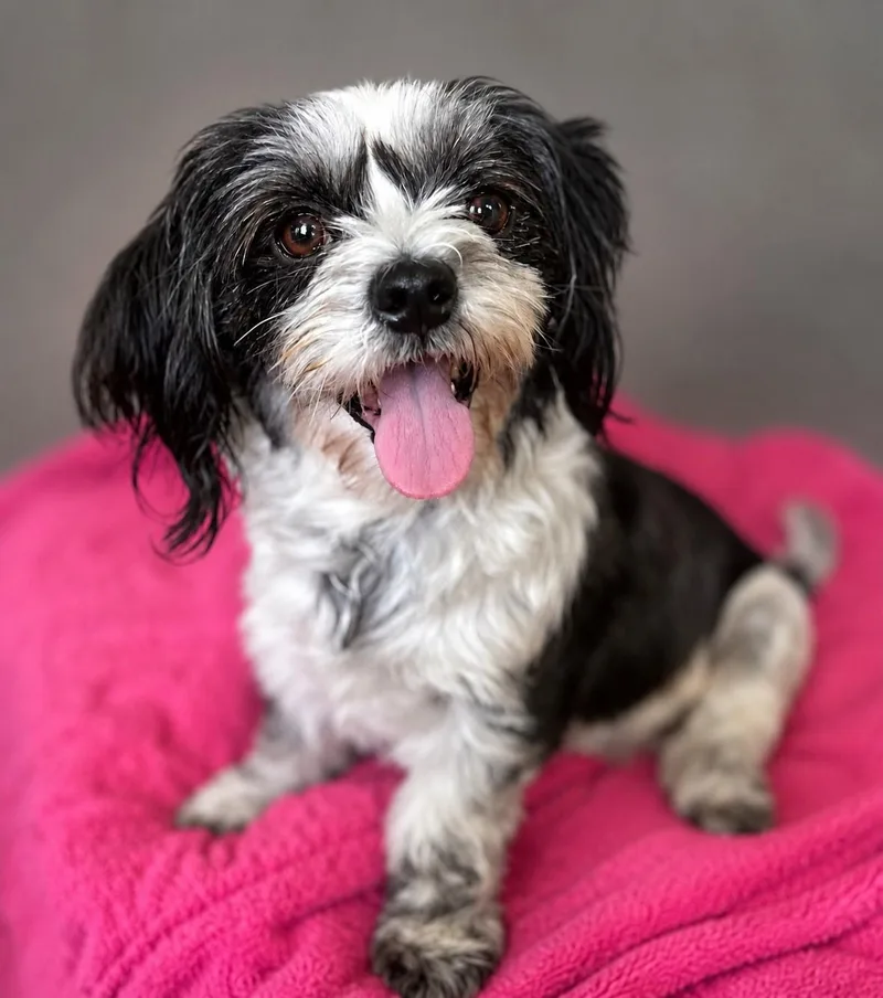 A young small-sized female Black Havanese dog named Chrissy for adoption in El Segundo, CA