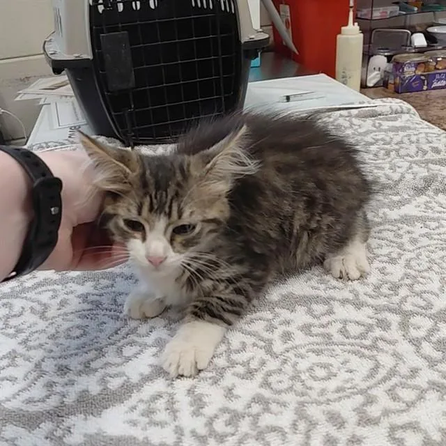 A baby small-sized female Domestic Long Hair cat named Fiona for adoption in Huntsville, AL