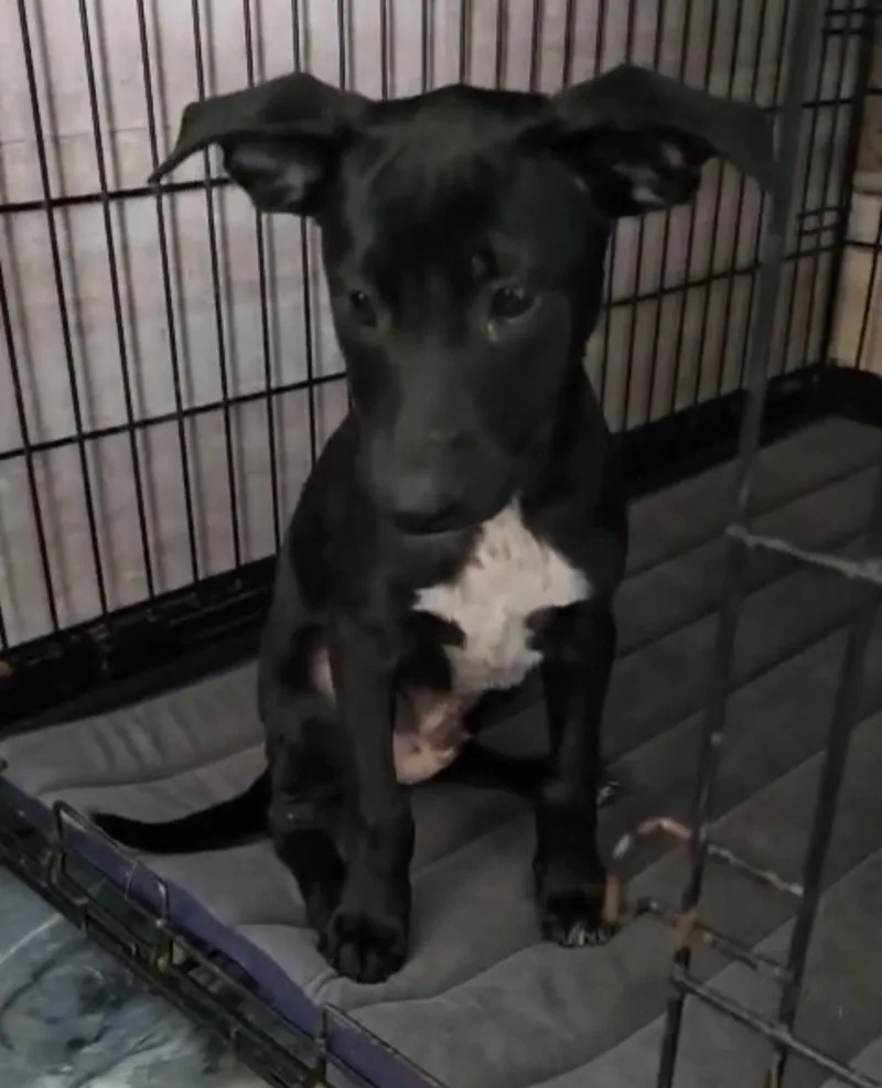 A baby medium-sized male German Shepherd Dog dog named Philippe for adoption in Houston, TX