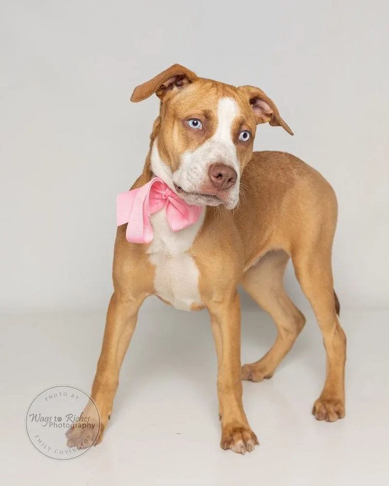A baby medium-sized female Golden Labrador Retriever dog named Belle  Look for adoption in Tuscaloosa, AL