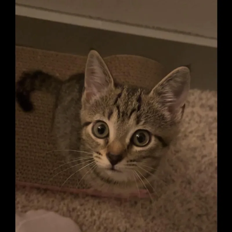 A baby small-sized female Brown / Chocolate Domestic Short Hair cat named Ollie for adoption in Austin, TX