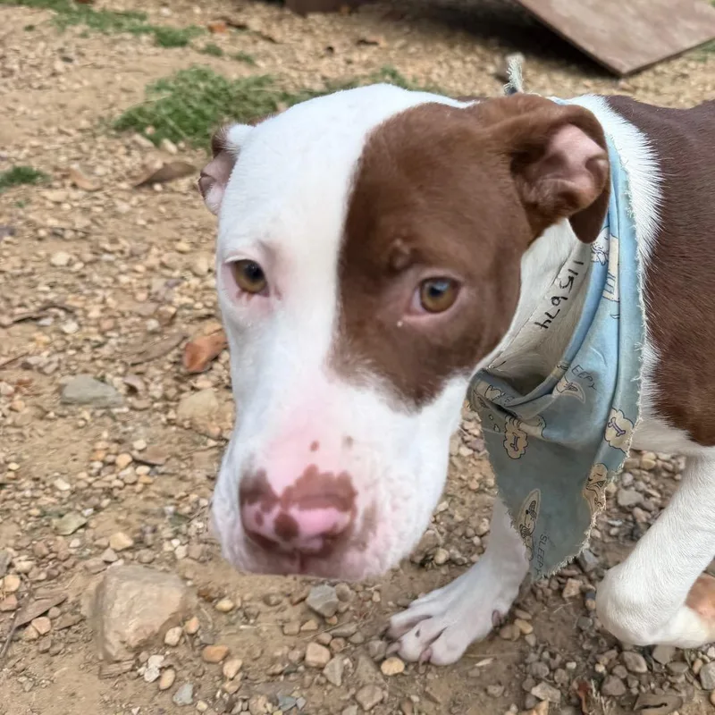 A young medium-sized male Brown / Chocolate Pit Bull Terrier dog named Jacoby for adoption in Birmingham, AL