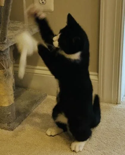 A baby medium-sized male Domestic Short Hair cat named Nibs for adoption in Washington, DC
