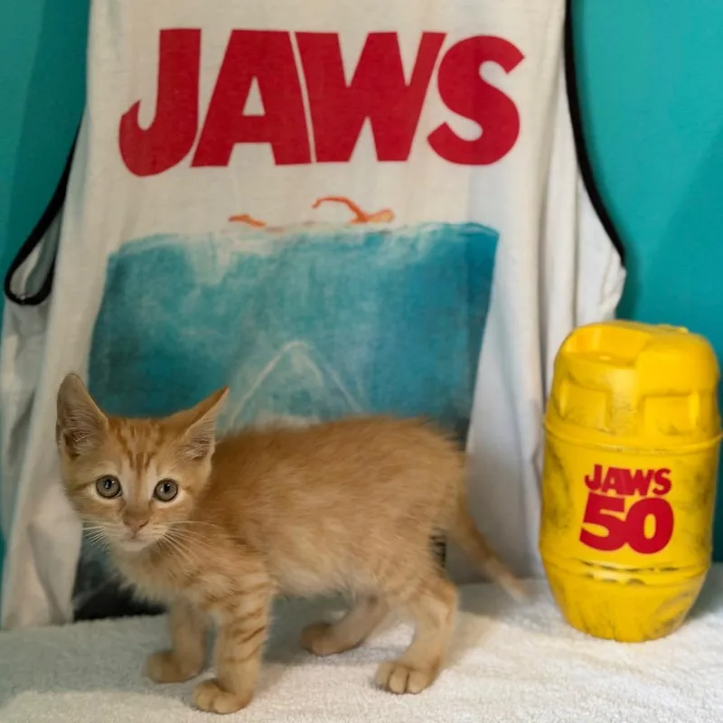 A baby small-sized male Orange / Red Domestic Short Hair cat named Spielberg for adoption in Brownsboro, AL