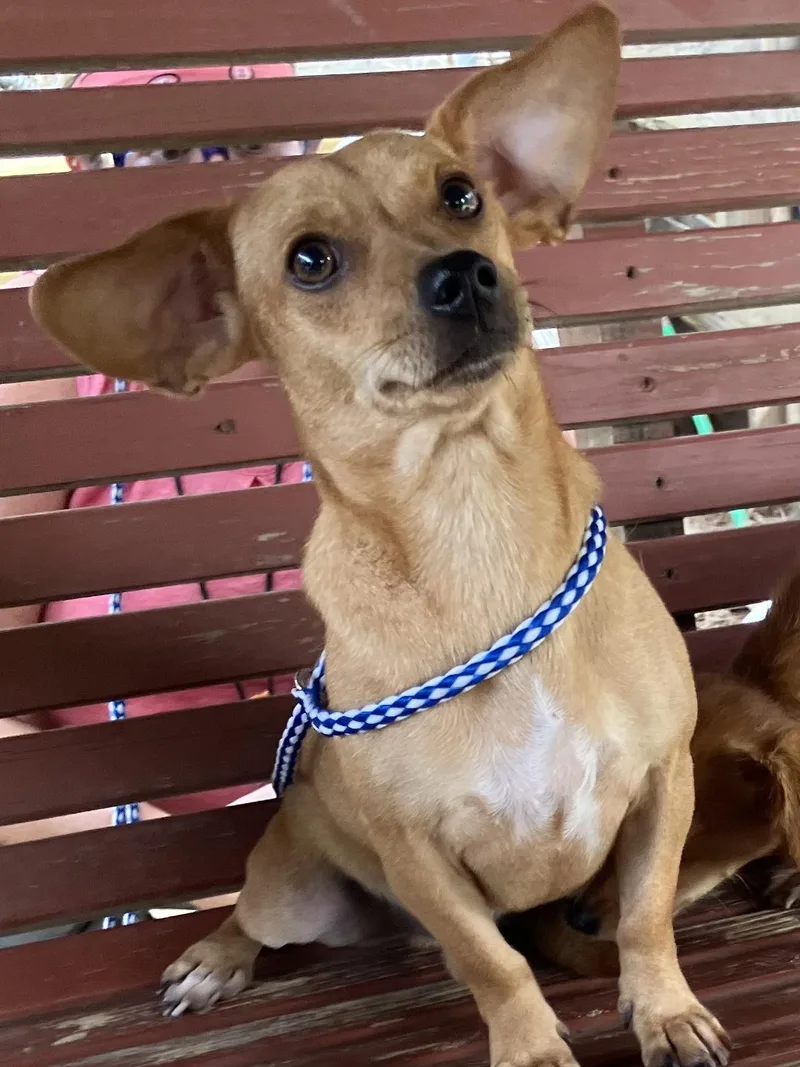 A young small-sized male Dachshund dog named Chico for adoption in Sheridan, TX