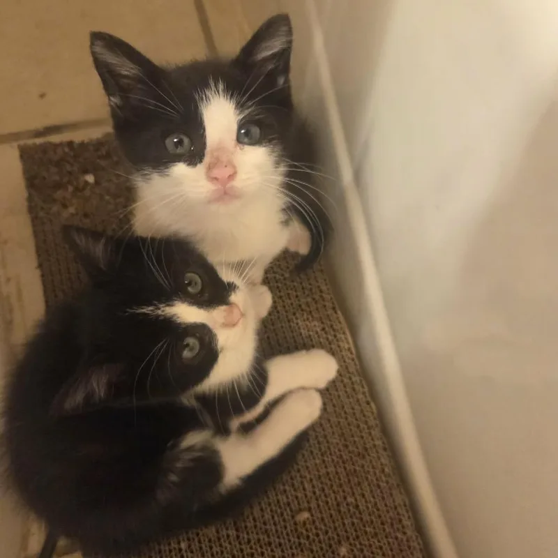 A baby small-sized male Black Domestic Short Hair cat named Ollie for adoption in Philadelphia, PA