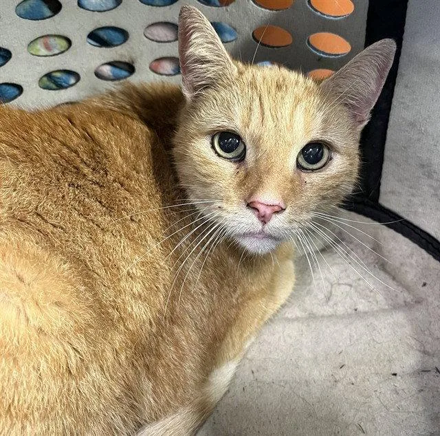 A senior small-sized male Orange / Red Domestic Short Hair cat named Kipper for adoption in Tavares, FL