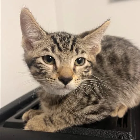 Oscar