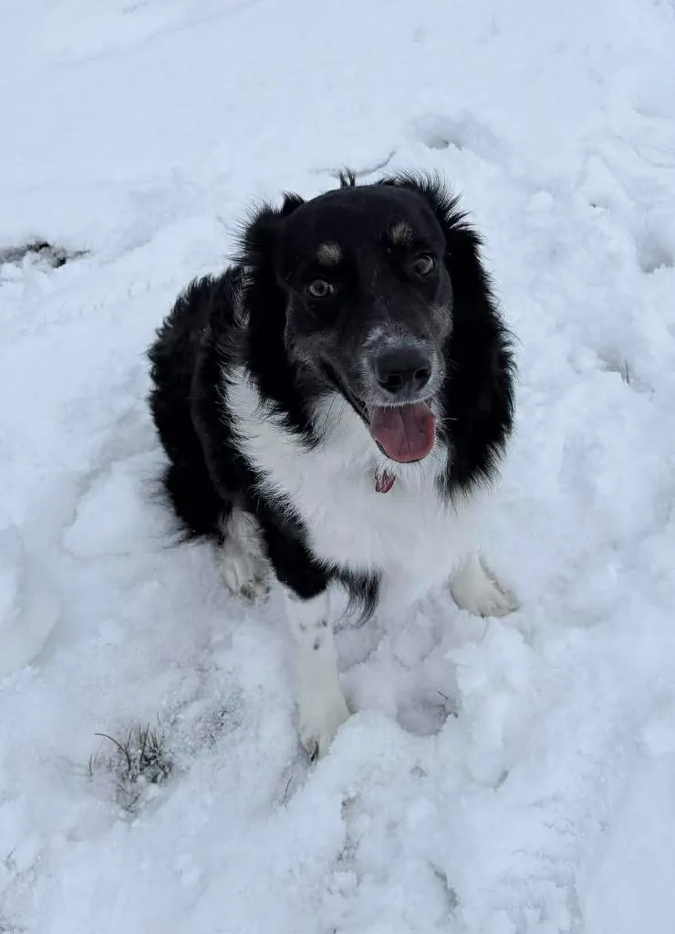 King Toots $ thumbnail 3