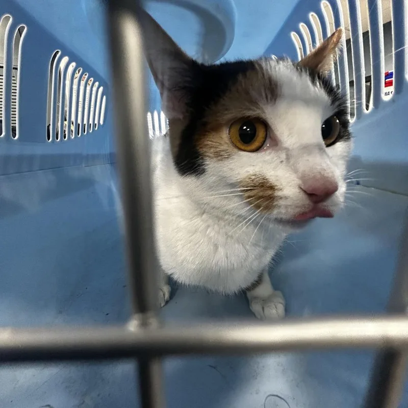 A young medium-sized female White Domestic Short Hair cat named Nala for adoption in Newark, NJ
