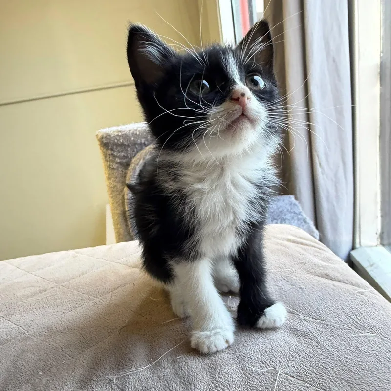 A baby medium-sized female Black & White / Tuxedo Domestic Short Hair cat named Beans for adoption in Mount Rainier, MD