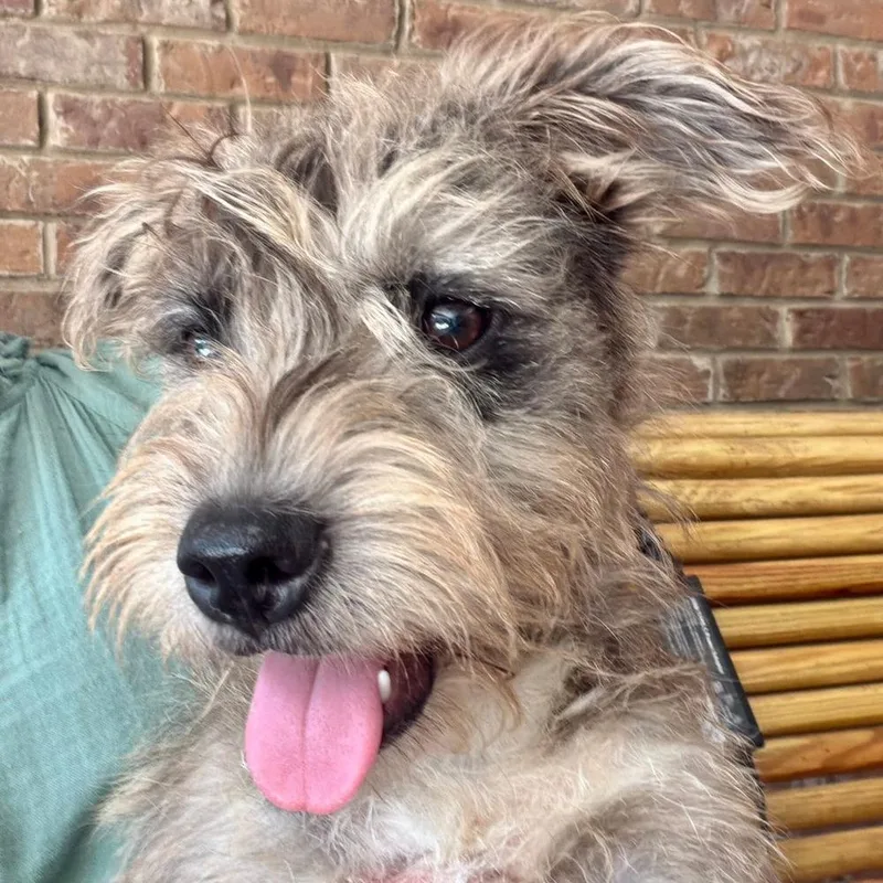 A baby medium-sized female Mixed Breed dog named Sparrow for adoption in Groveland, MA