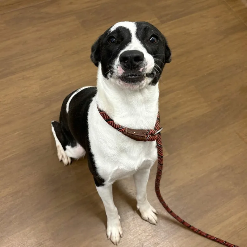 Piper