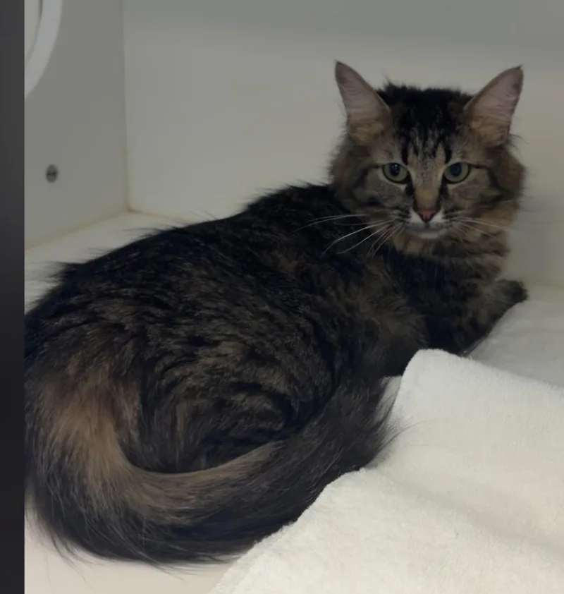 A young small-sized female Domestic Medium Hair cat named Lolly for adoption in Greenfield, IN