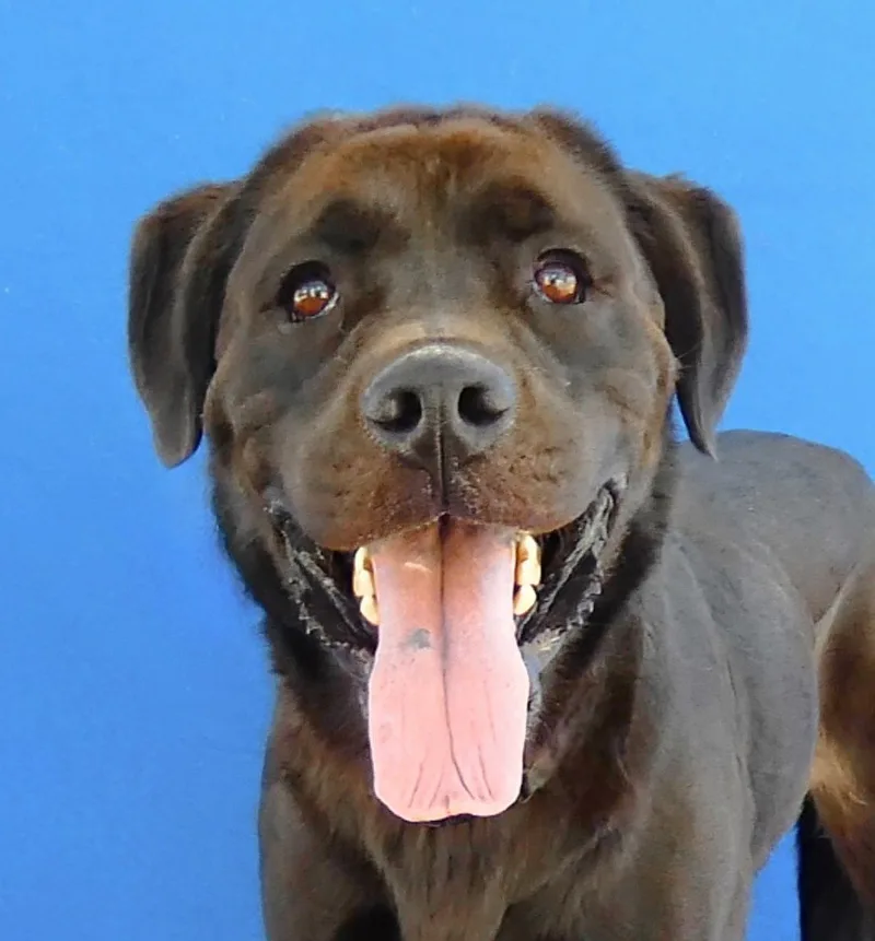 An adult medium-sized male Labrador Retriever dog named Panther for adoption in Pasadena, CA