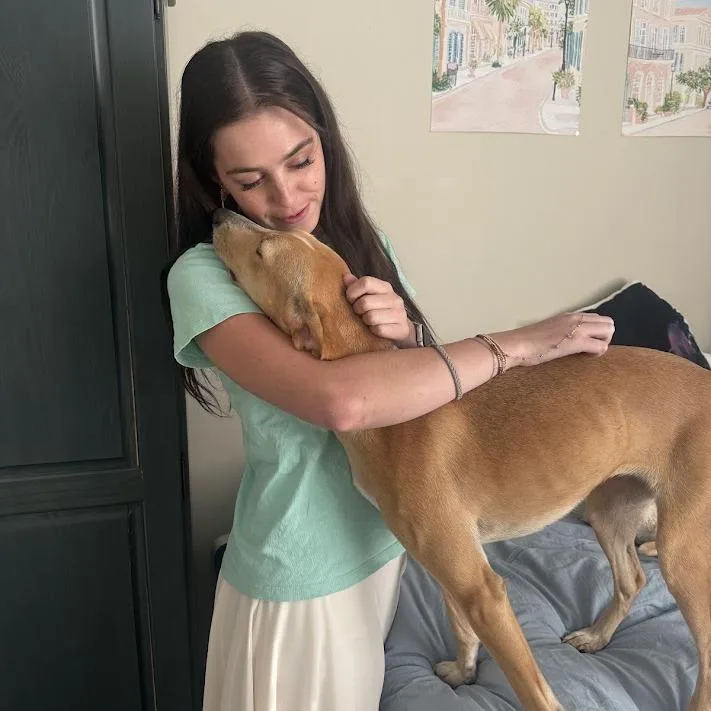 An adult small-sized female Yellow / Tan / Blond / Fawn Hound dog named June Bug for adoption in North Charleston, SC