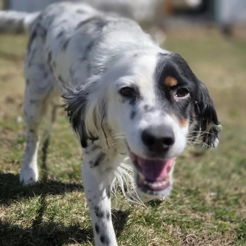 Leela