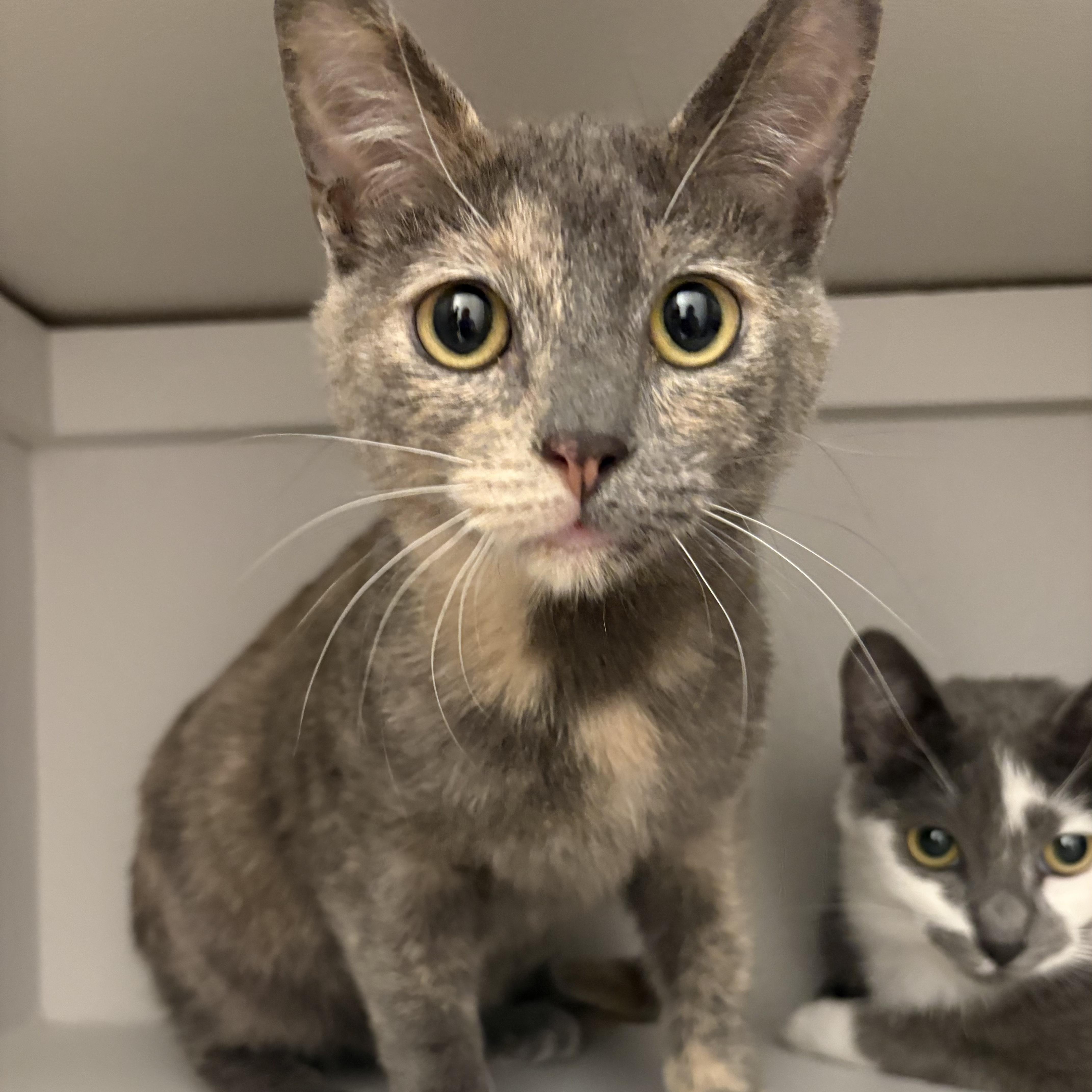 A young medium-sized female Dilute Tortoiseshell Domestic Short Hair cat named Gracie for adoption in Fort Collins, CO