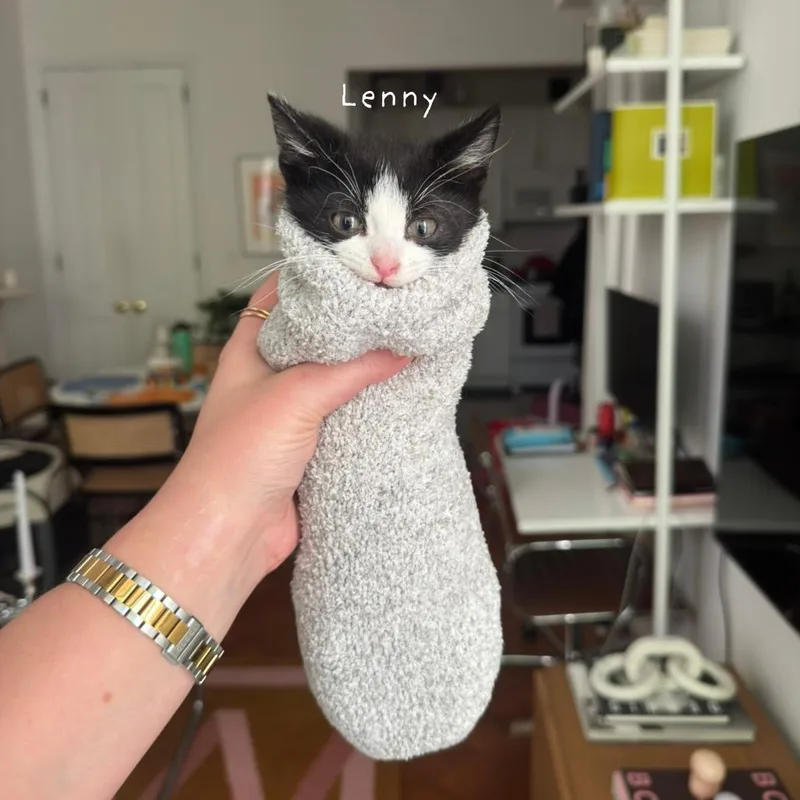 A baby small-sized male Black Domestic Short Hair cat named Lenny for adoption in Middle Village, NY