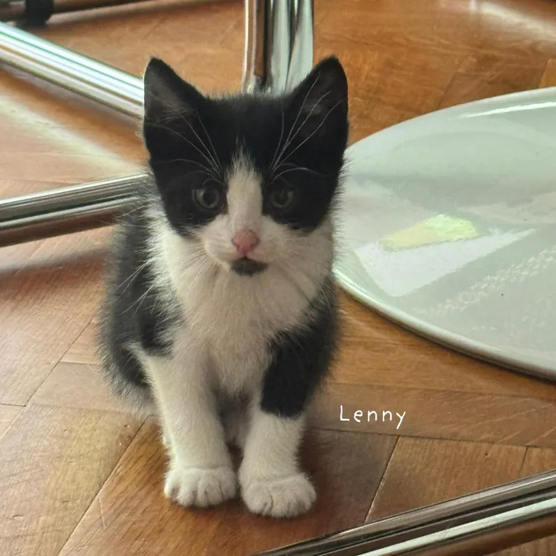 Lenny thumbnail 2