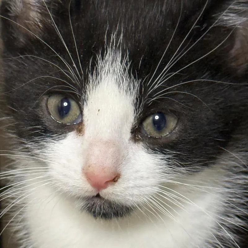 Lenny thumbnail 3