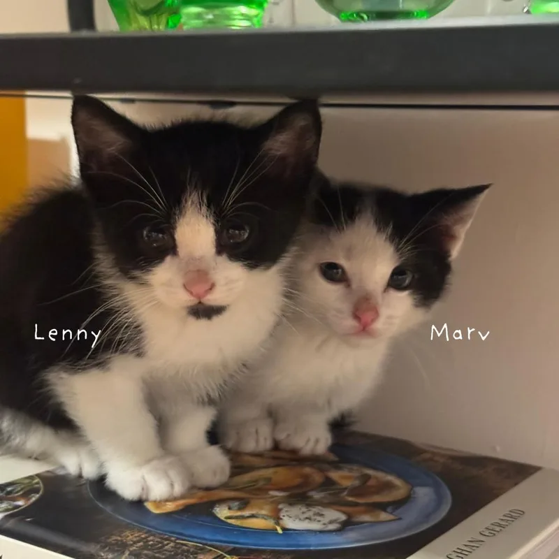 Lenny thumbnail 5