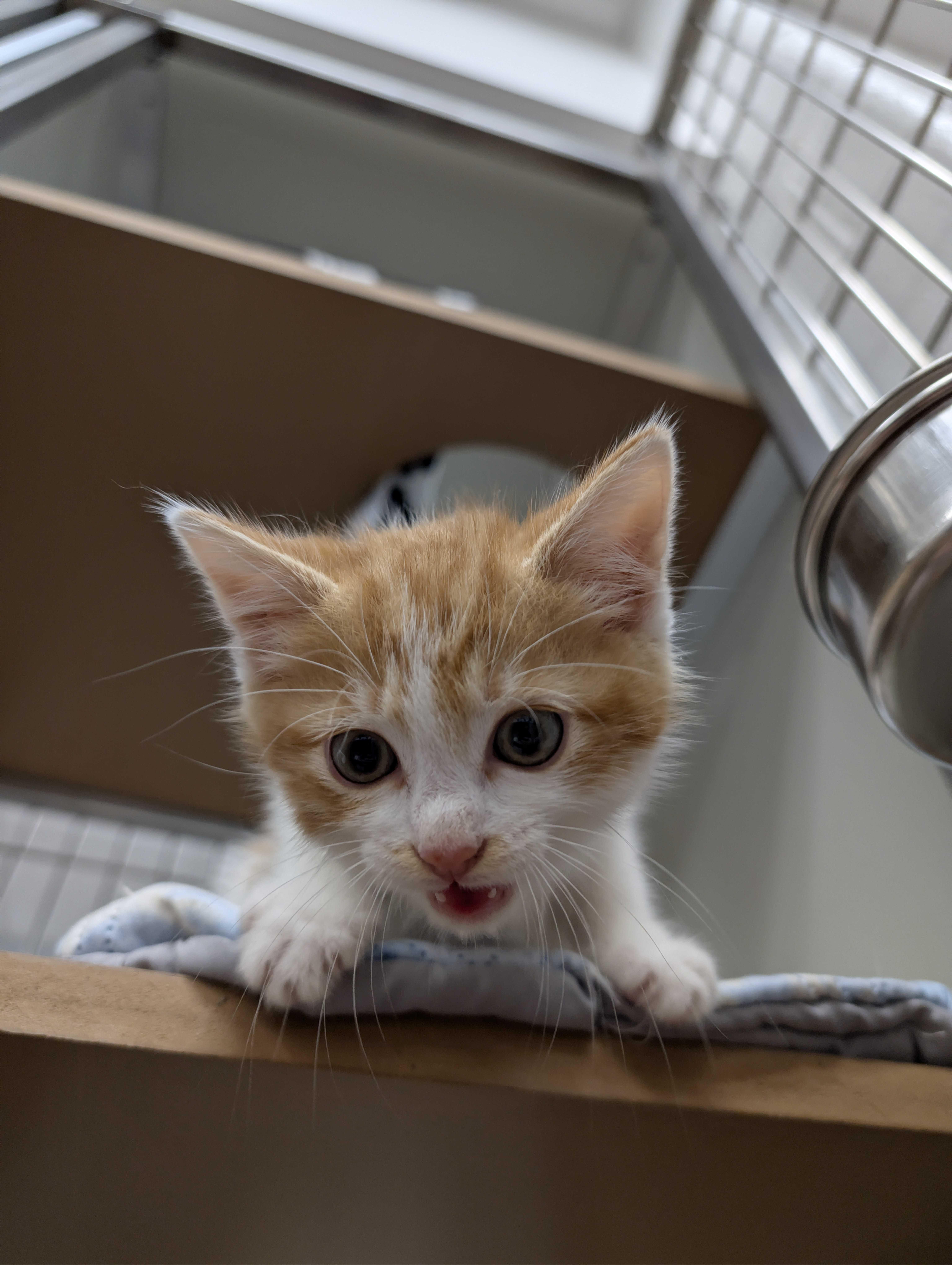A young medium-sized male Orange & White American Shorthair cat named Motley Crew for adoption in Maidens, VA