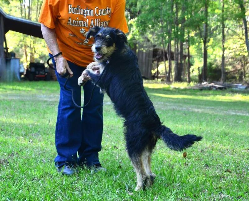 A young medium-sized male Brown / Chocolate Terrier dog named Rocky for adoption in Willingboro, NJ