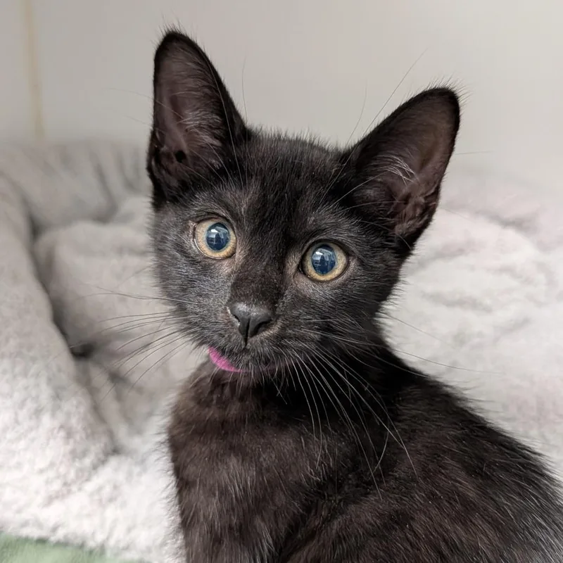 A baby small-sized female Black Domestic Short Hair cat named Aire for adoption in Long Beach, CA