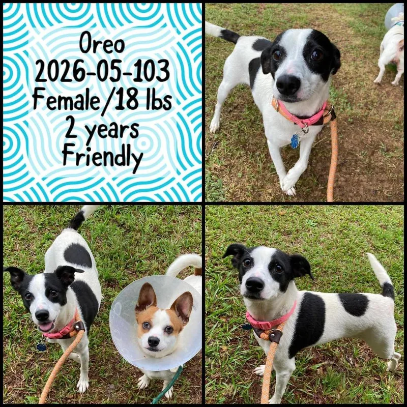A young medium-sized female Terrier dog named Oreo for adoption in Winder, GA