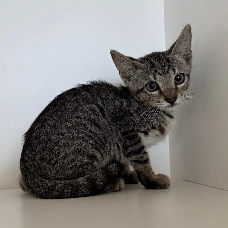 A baby small-sized male Brown / Chocolate Domestic Short Hair cat named Banzai for adoption in League City, TX
