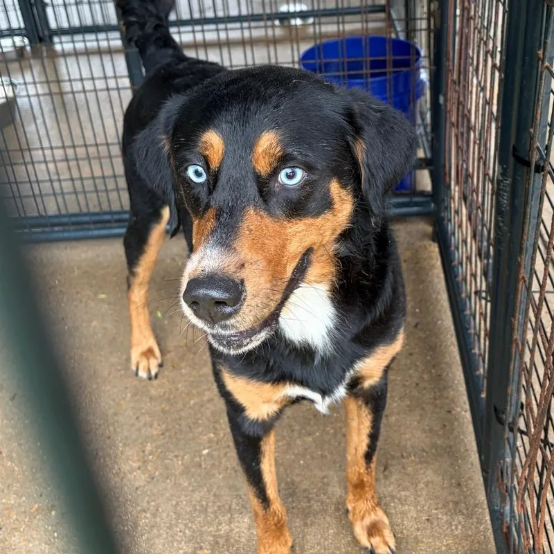 An adult medium-sized male Black Mixed Breed dog named Penguin RN for adoption in Lake Jackson, TX