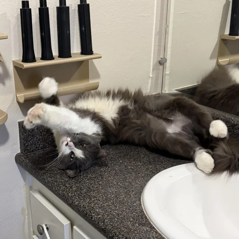 A young small-sized male Gray / Blue / Silver Domestic Long Hair cat named Paul for adoption in Long Beach, CA