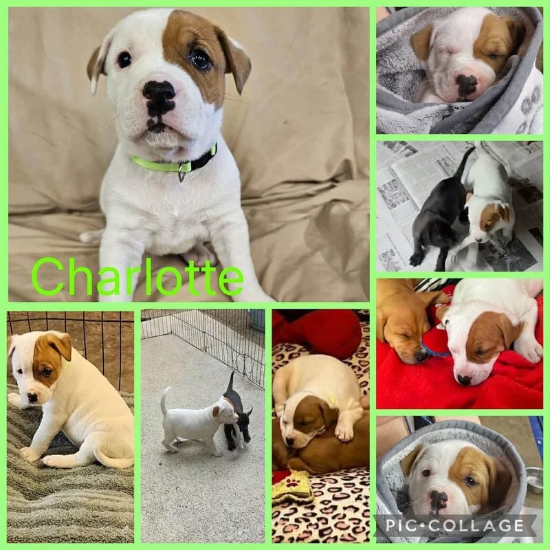 A baby medium-sized female White / Cream Hound dog named Charlotte for adoption in Forked River, NJ