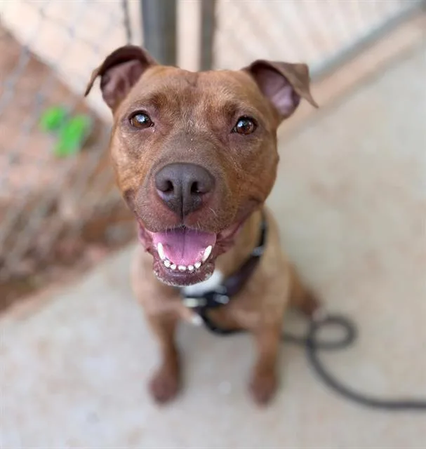 A young medium-sized female Pit Bull Terrier dog named Figgy for adoption in Charlotte, NC