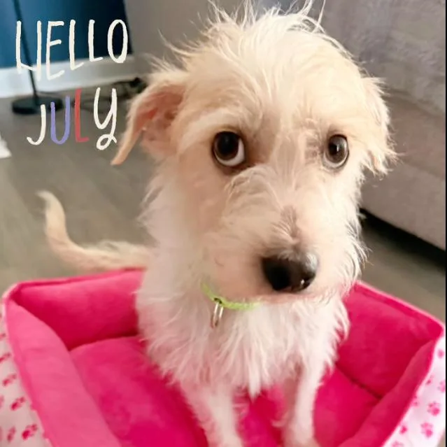 An adult small-sized female White / Cream Cairn Terrier dog named Tillie for adoption in Lutz, FL