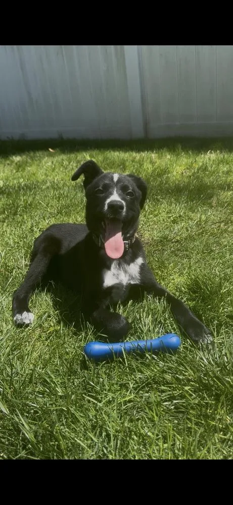 A baby medium-sized male Tricolor (Brown, Black, & White) Australian Cattle Dog / Blue Heeler dog named Hei Hei for adoption in Bronx, NY