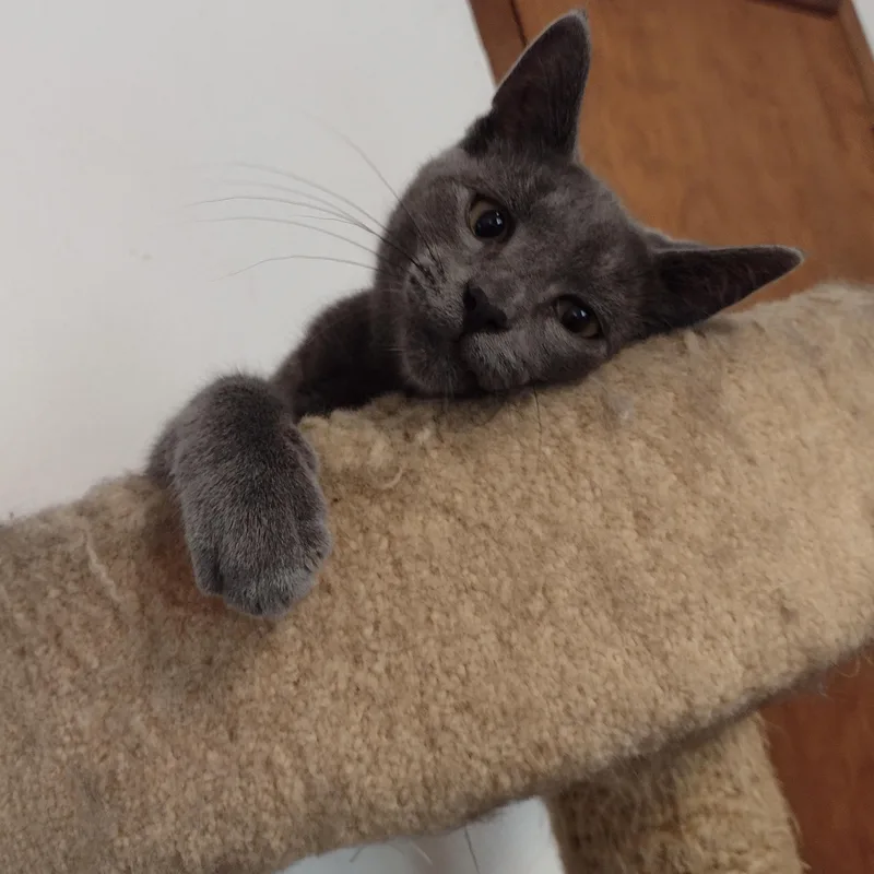 A baby small-sized male Gray / Blue / Silver Russian Blue cat named Leroy for adoption in Gladstone, OR